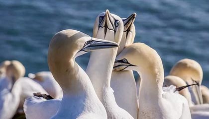 星空体育博彩-“硬核”北欧两项或将退出冬奥会