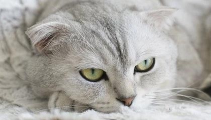 xingkong.com-最忙碌的人！Shams交易截止日前一天手机使用时间20小时11分钟